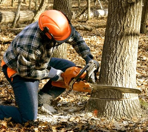 Tree Removal in Mount Vernon, GA